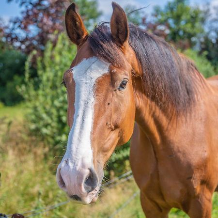 De Veenborg Kolham Zewnętrze zdjęcie